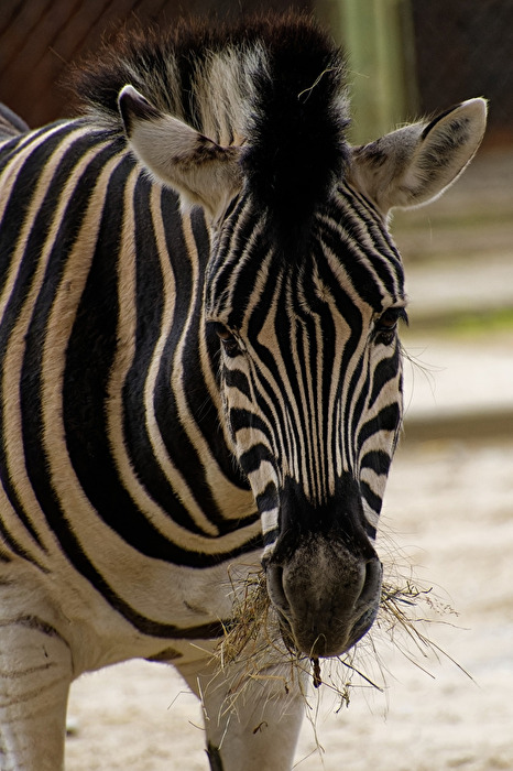 Zebra