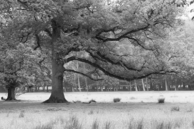 Baum