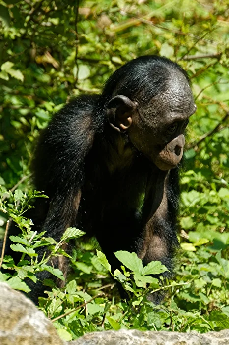 Bonobo