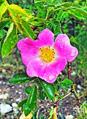 Tagesthema Rose