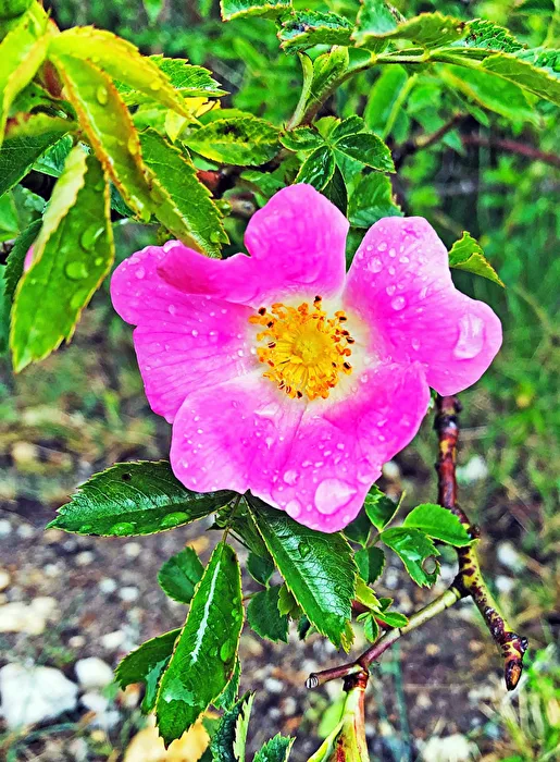 Tagesthema Rose