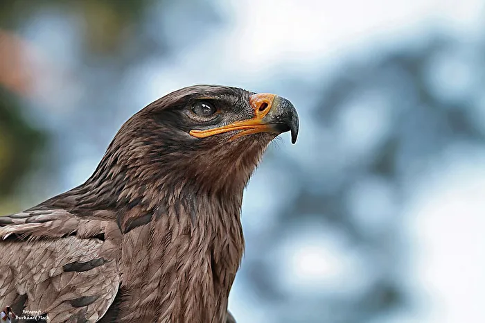 Steppenadler