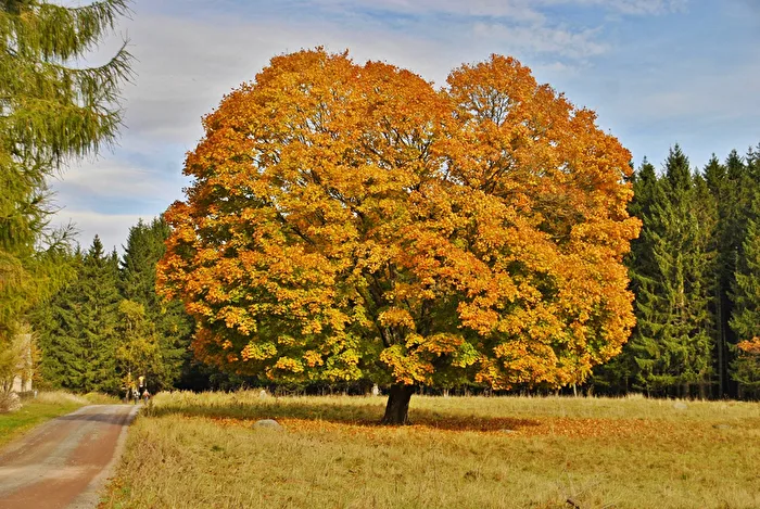 Tree with autumn dress