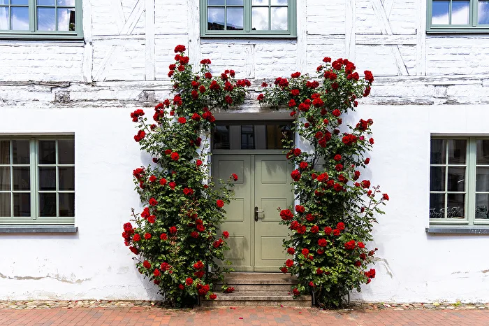 Here lives a rose cavalier