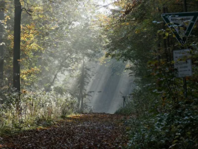 Herbstlicht