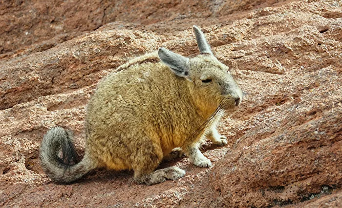 Vizcacha