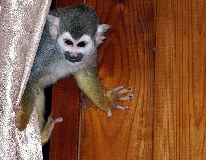 Squirrel Monkey