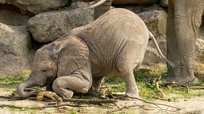 Elephant Girl Kibali