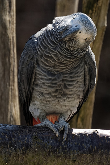 Graupapagei