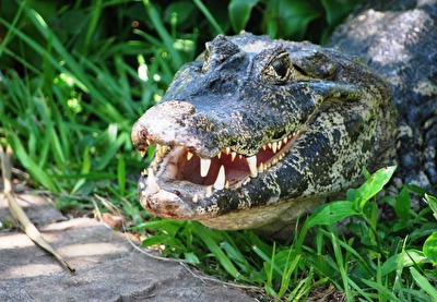 Tiere im Garten die zweite