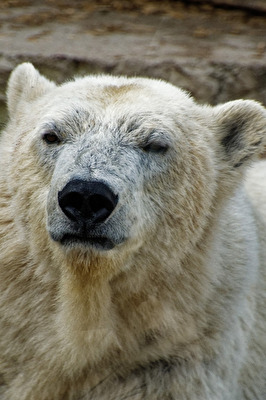 Eisbär
