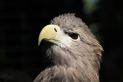 Seeadler Horst