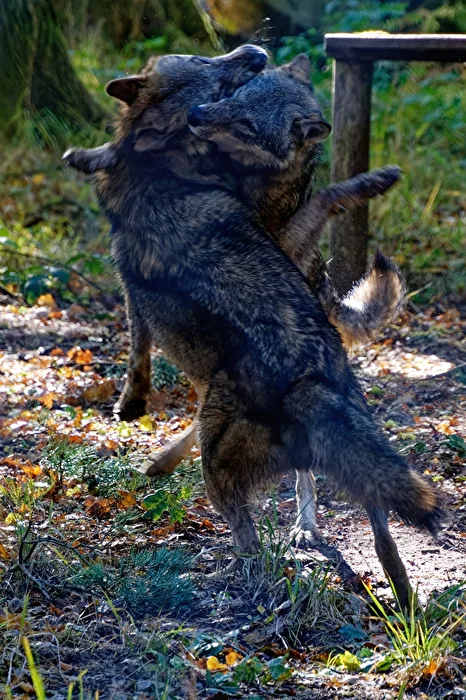 Wolves