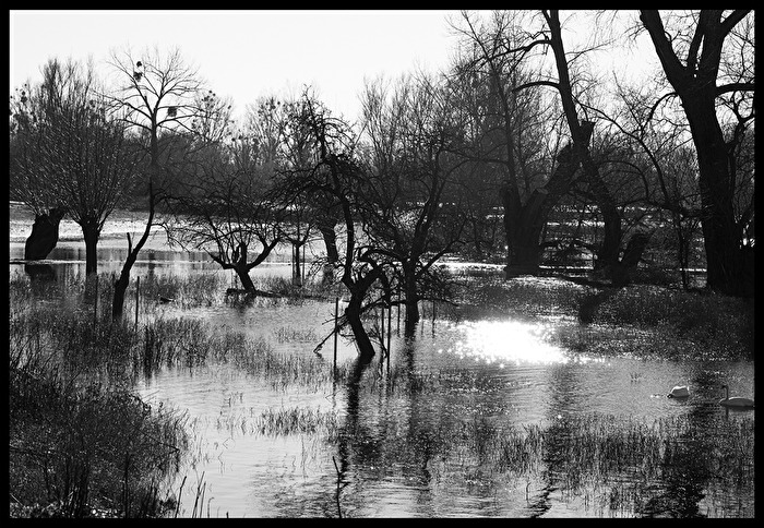 Rhein-Hochwasser im Urdenbacher Kämpen