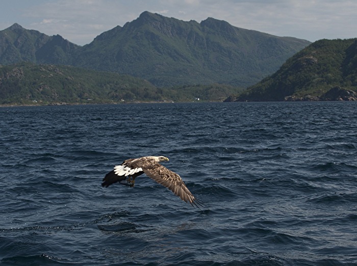 Vogelfütterung - der etwas anderen Art