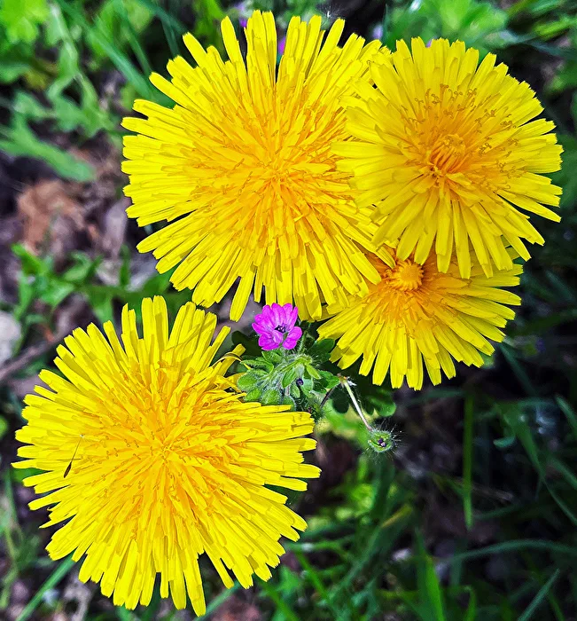 Gelb, mit einem kleinen Tupfer aus Pink...