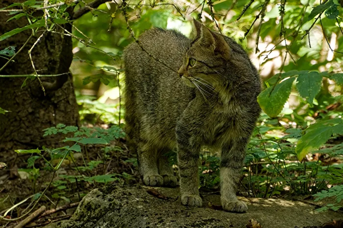 Wildcat