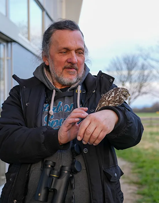 Tawny Owl