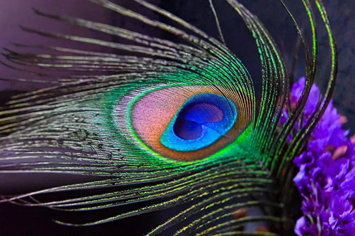 Peacock Feather