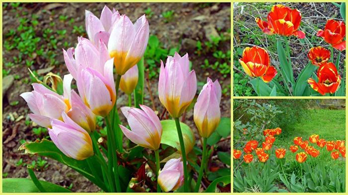 Tulpen