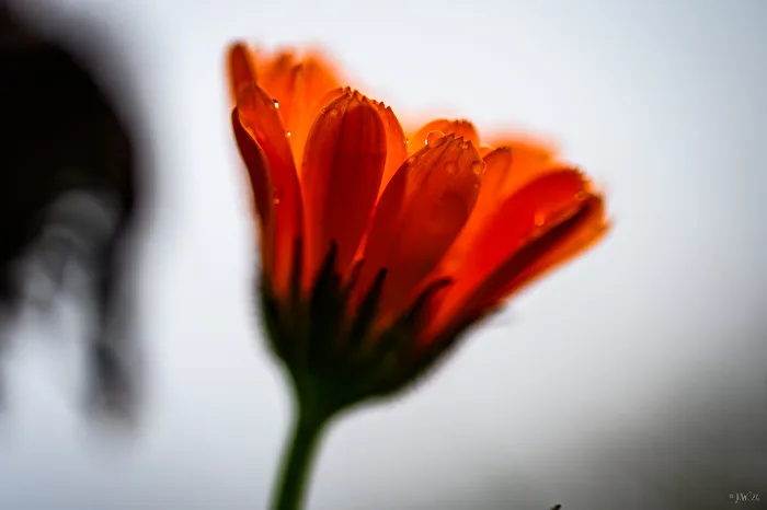 Margarite seitlich