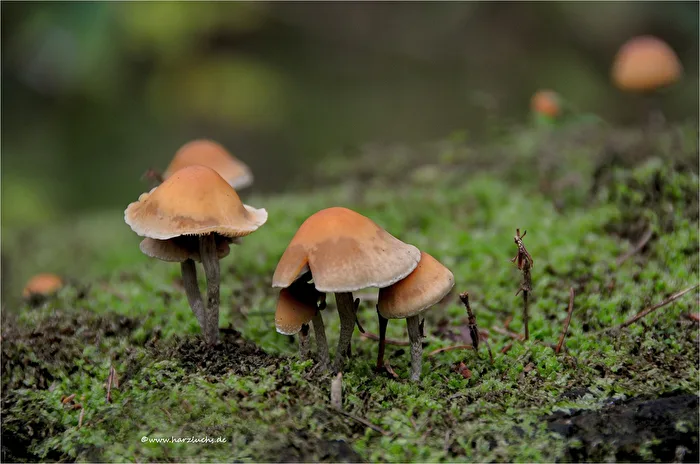 Zeit der Pilze
