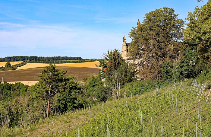 Der Weinberg vom Schloss Vitzenburg (2)