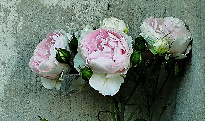 Blossoms
