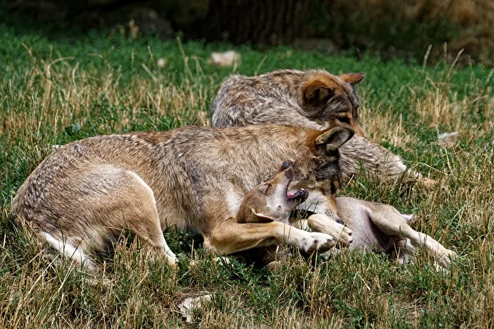 Timber Wolves