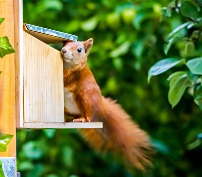 Wildtiere im Garten