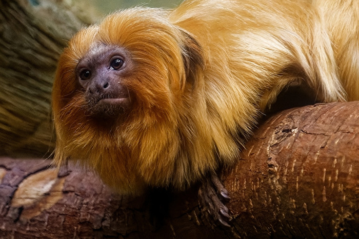 Goldgelbes Löwenäffchen