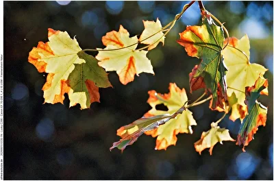 Herbstlaub im September
