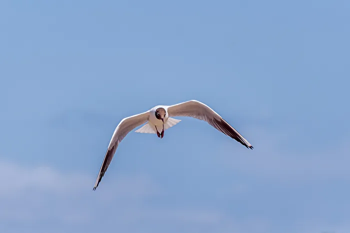 Black-headed gull (2)