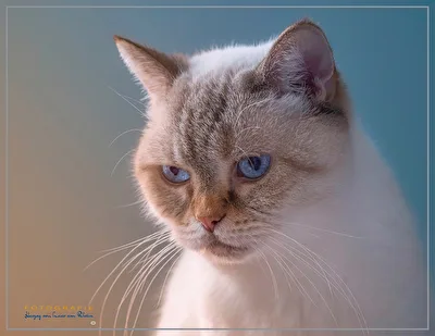 Kätzchenportrait...
