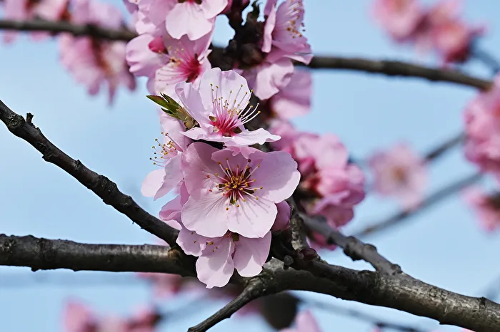 Mandelblüte im Frühling