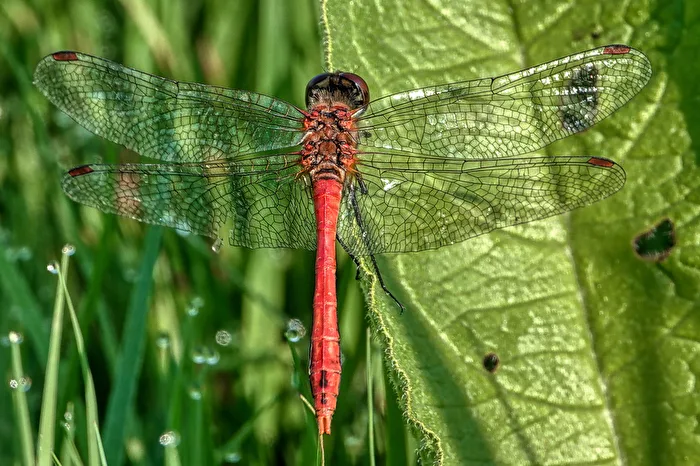 Heidelibelle Männchen