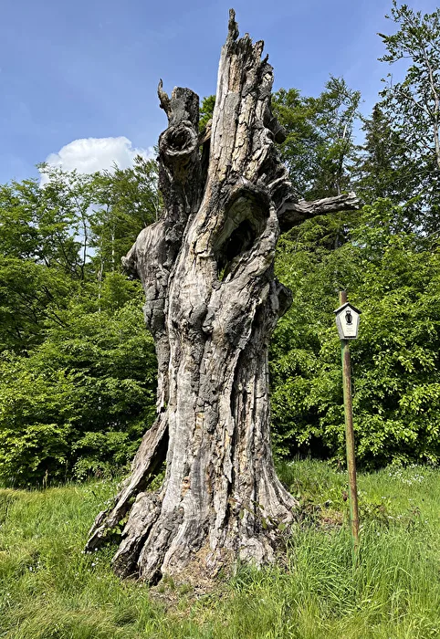 Schiller Beech near Meiningen