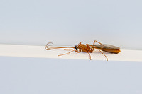 Sichelwespe (8 Bilder)