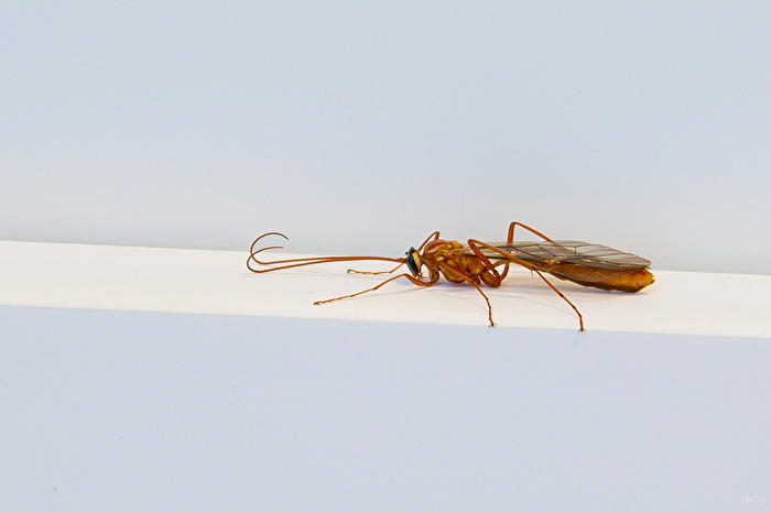 Sichelwespe (8 Bilder)