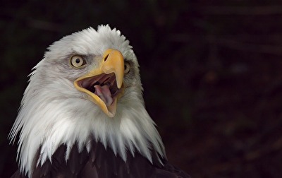 weisskopfseeadler