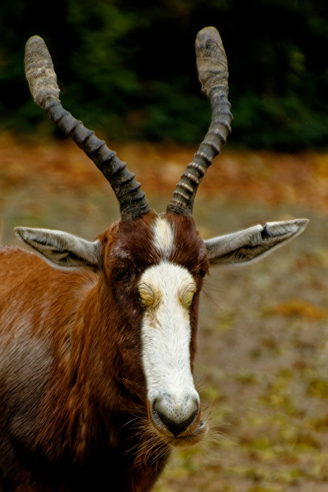Blessbock
