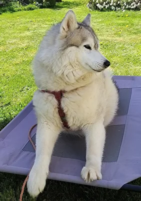 Kaya