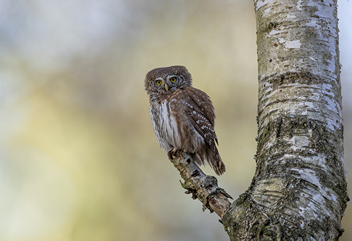Pygmy owl