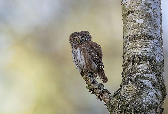 Pygmy owl