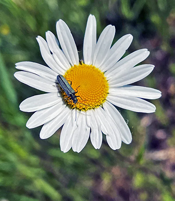 eine Blüte
