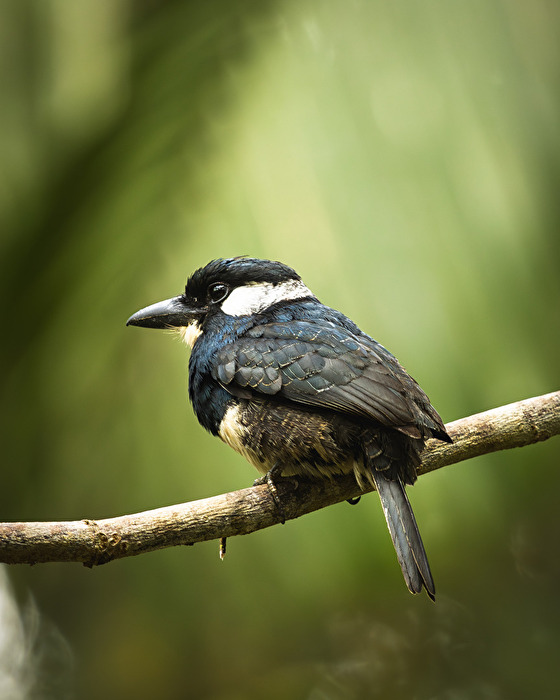Gürtelfaulvogel