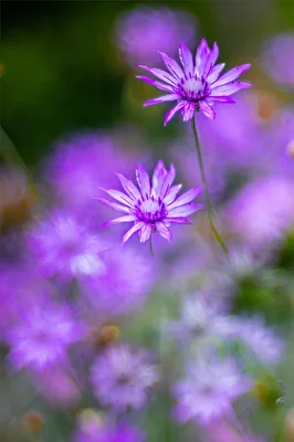 Strohblume (Xeranthemum anunum)
