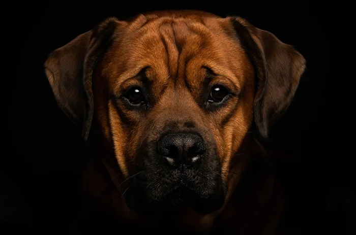 BoxWeiler