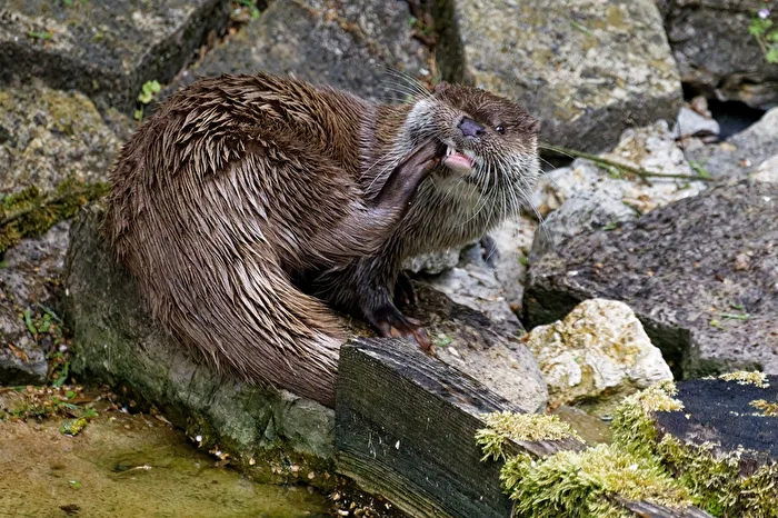 Otter