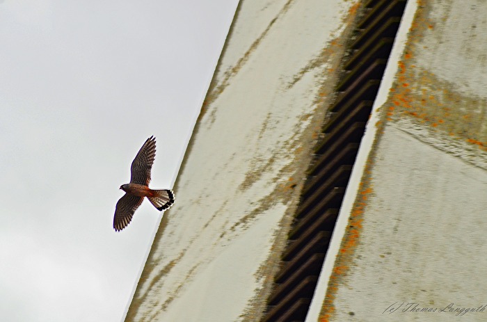 Turmfalke auf der Suche nach einen Brutrevier